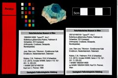 Foto (Objekt + Etikett) von Bullariscus gibbernodus (Robins, Feldmann & Schweitzer, 2013)  (NHMW-GEO-1990-0041-4690)
